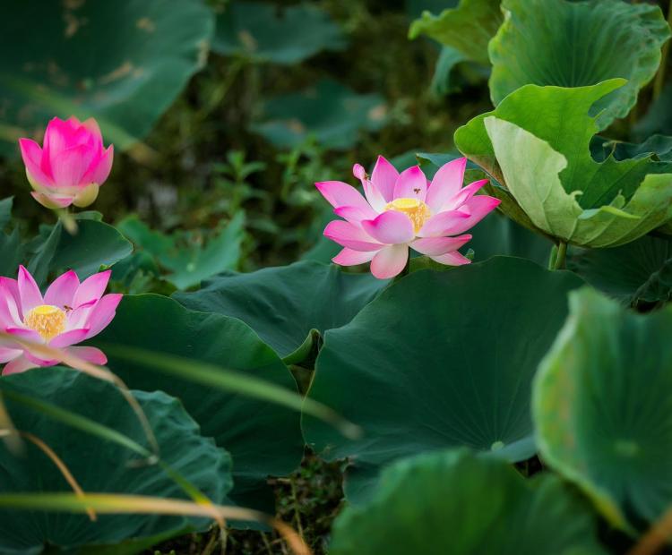 CHỊ EM ÁO DÀI HOA SEN